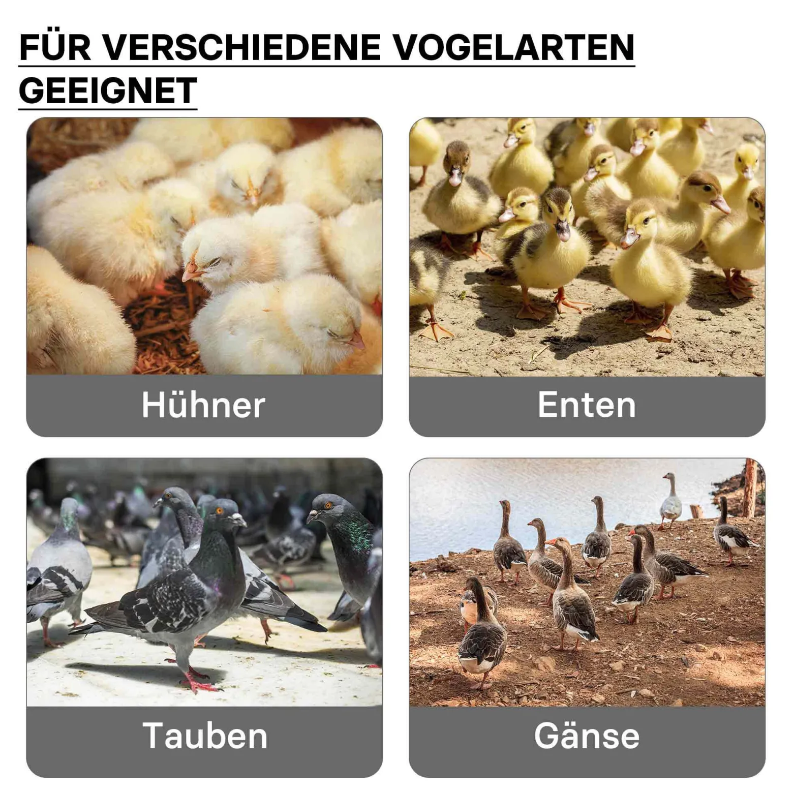 Fudajo 30x40cm Küken-Wärmeplatte mit Temperaturregler 30W Heizplatte für 25-30 Küken für Kunstbrut