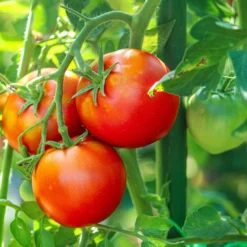 Toboli 40x Pflanzstäbe grün 120 cm Ø 11 mm Rankstäbe aus Metall und Kunststoff, Pflanzstangen für Tomaten und Kletterpflanzen